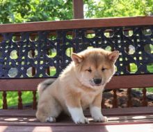 Shiba Inu Puppies Available