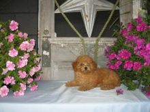 Toy Poodle Puppies Available