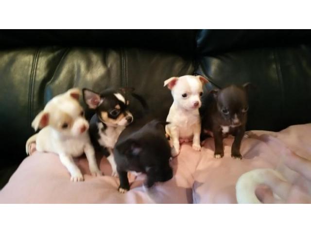 Cute Apple head Teacup chihuahua puppies available. Image eClassifieds4u