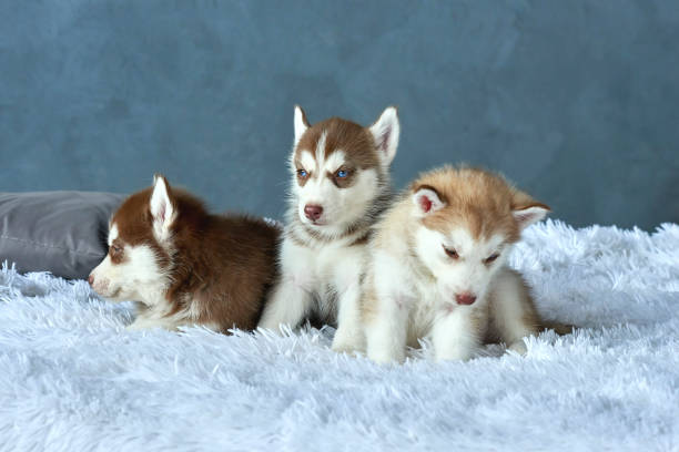Cute Blue Eye Siberian Husky Pups Available Image eClassifieds4u