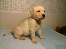 Labrador Retriever Puppies Available Image eClassifieds4U