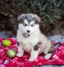 Alaskan Malamute Puppies Available