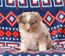 Australian Shepherd Puppies Available