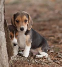 Beagle Puppies Available