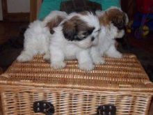 Beautiful Imperial Shih Tzu puppy