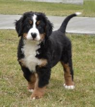 Bernese Mountain Puppies Available