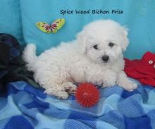 Bichon Frise Puppies Available