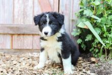 Border Collie Puppies Available