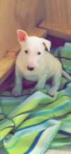 Bull Terrier Puppies Available