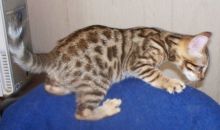 Cute and lovely Bengal kittens