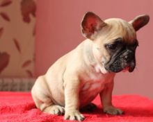 French Bulldog Puppies Available