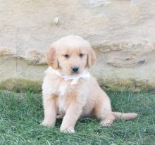 Golden Retriever Puppies Available