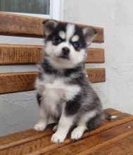 Pomsky Puppies Available