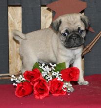 Pug Puppies Available