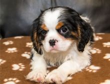 Romantic Cavalier King Charles Puppies.