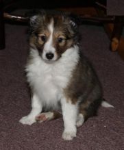 Sheltie Puppies Available