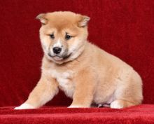 Shiba Inu Puppies Available