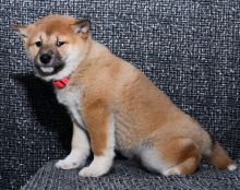 Shiba Inu Puppies Available