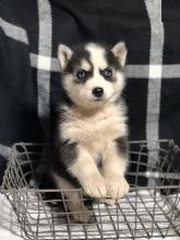 Siberian Husky Puppies Available