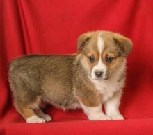 Welsh Corgi Puppies Available