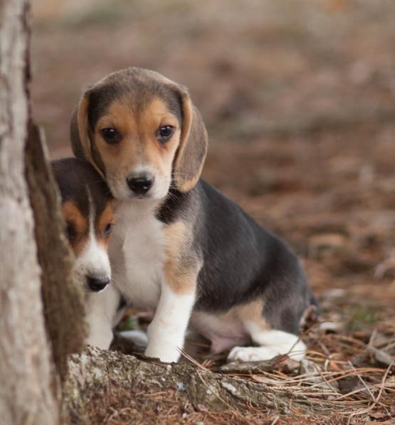 View Image 1 for Beagle Puppies Available Ottawa eClassifieds 4U