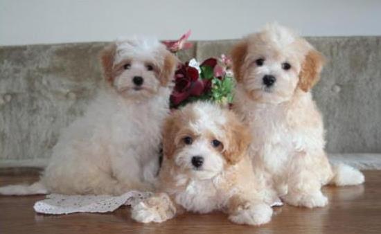 Beautiful Maltipoo puppies Available, Image eClassifieds4u