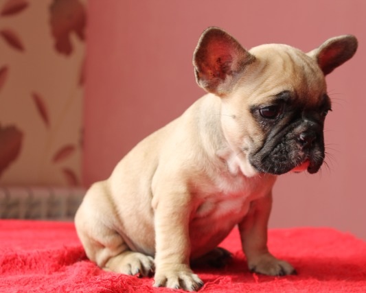 French Bulldog Puppies Available Image eClassifieds4u