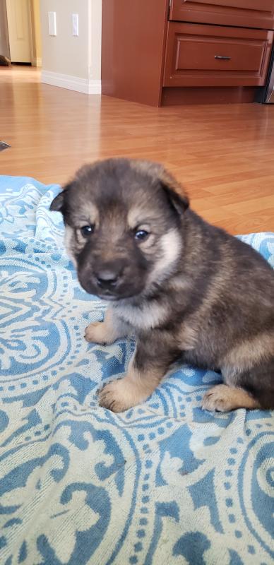 Siberian Husky/German Shepard Cross Puppies Image eClassifieds4u