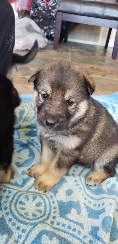 Siberian Husky/German Shepard Cross Puppies Image eClassifieds4u