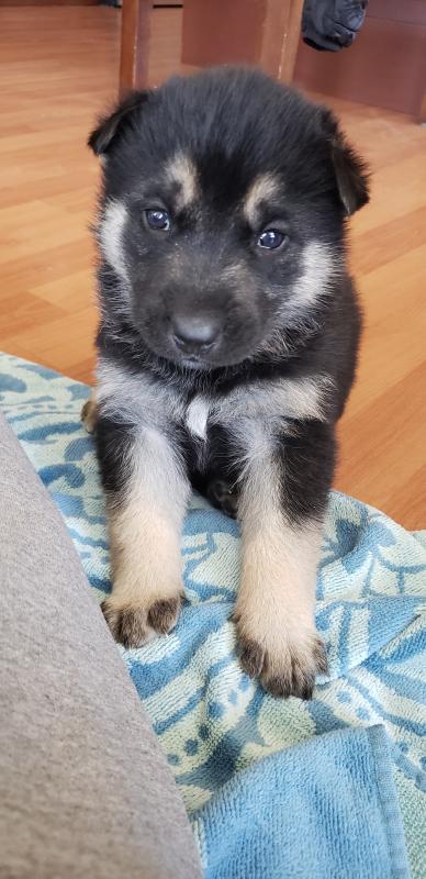 Siberian Husky/German Shepard Cross Puppies Image eClassifieds4u