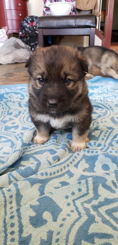 Siberian Husky/German Shepard Cross Puppies Image eClassifieds4u