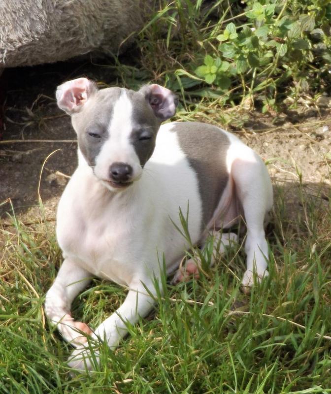 Italian Greyhound Puppies Available Image eClassifieds4u