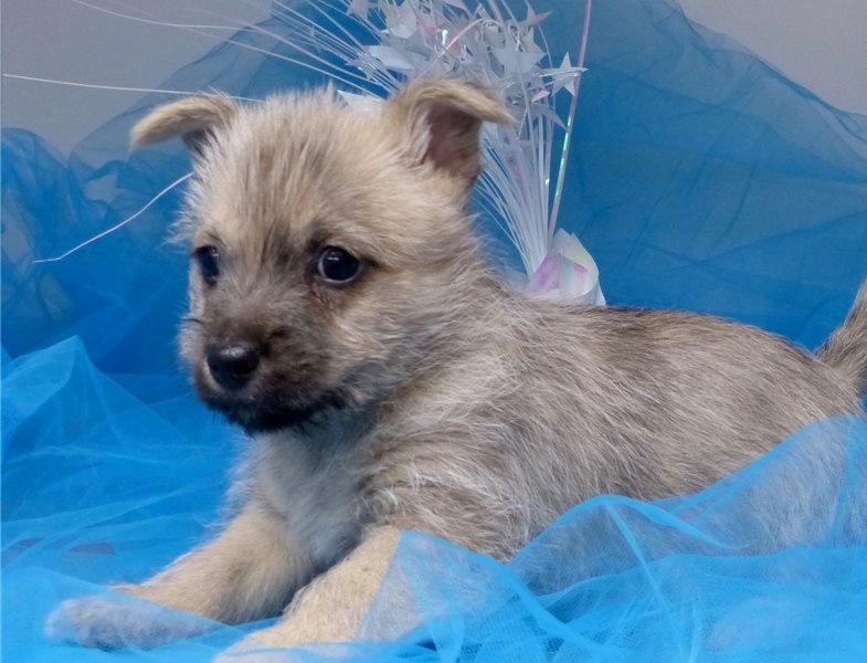 Lovely Carine terrier puppies. Image eClassifieds4u