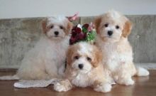 Beautiful Maltipoo puppies Available, Image eClassifieds4U