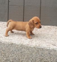 Dachshund Puppies Available Image eClassifieds4U