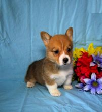 Pembroke Welsh Corgi Puppies Available Image eClassifieds4U