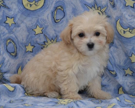 Maltipoo Puppies Available Image eClassifieds4u