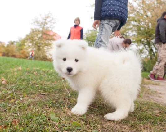 Samoyed Puppies Available Image eClassifieds4u