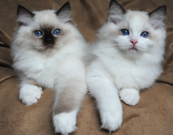 Cute Ragdoll Kittens Available , Image eClassifieds4u