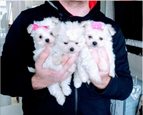 Healthy Teacup Maltese Puppies Available Image eClassifieds4u