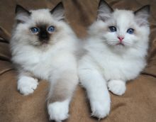 Cute Ragdoll Kittens Available ,