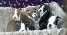 Adorable Boston terrier Puppies Available