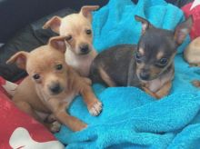 Adorable Miniature doberman pinscher puppies ready n