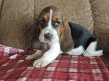 Basset Hound Puppies Available