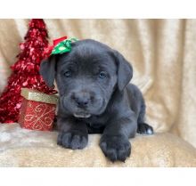 Beautiful Cane Corso puppies male and female Available .
