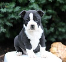 Boston Terrier Puppies Available