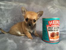 Chihuahua Puppies Available