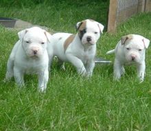 Cute American bulldog puppies for Rehoming