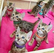 Cute Bengal kittens Available.