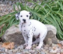 Dalmatian Puppies Available